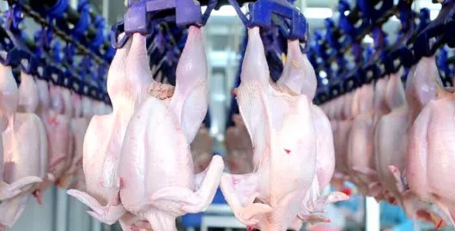 Chicken processing and value addition are important aspects of Teekay Poultry Farm that help increase the market value of our poultry products.