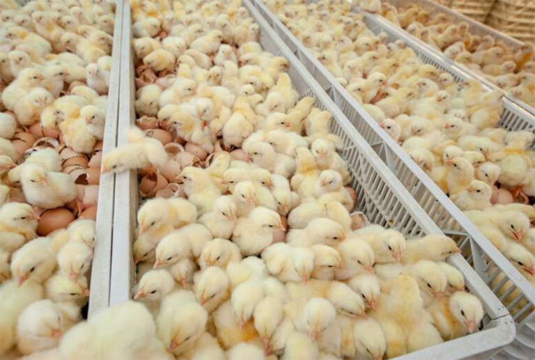 Teekay Poultry Farm hatcheries division uses ready-to-hatch eggs to produce ODO broilers chicks for sale to the market or for internal supply.