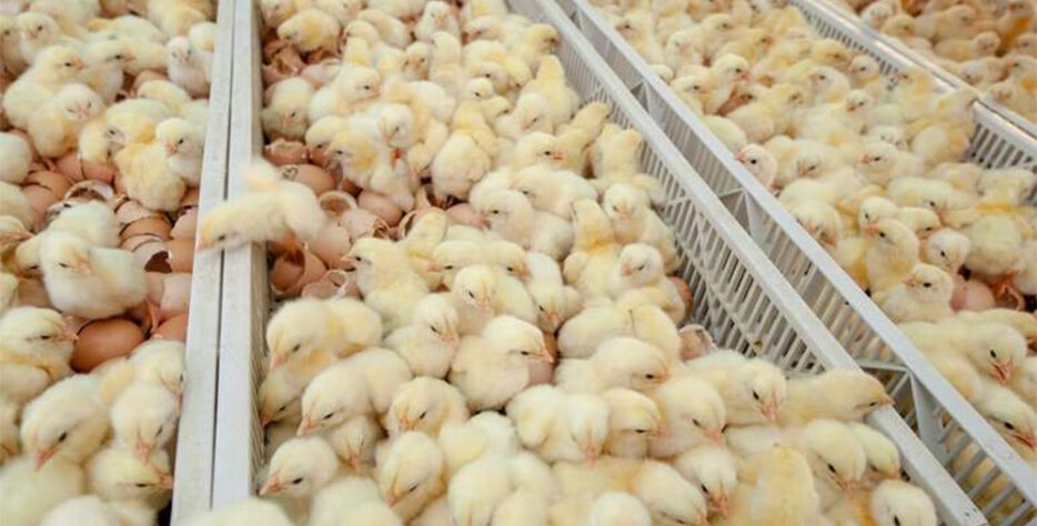 Teekay Poultry Farm hatcheries division uses ready-to-hatch eggs to produce ODO broilers chicks for sale to the market or for internal supply.