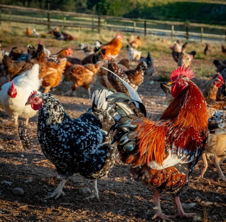 Our breeding facility adheres to strict quality control procedures ensuring world-class standards.At Teekay Poultry Farm, we give equal weight to all aspects of our operations.