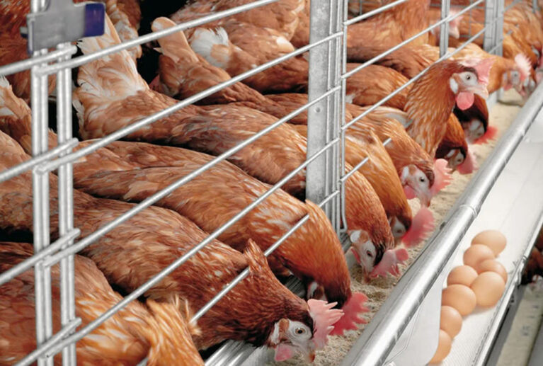 Our breeding facility adheres to strict quality control procedures ensuring world-class standards.At Teekay Poultry Farm, we give equal weight to all aspects of our operations.