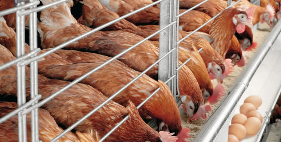 Our breeding facility adheres to strict quality control procedures ensuring world-class standards.At Teekay Poultry Farm, we give equal weight to all aspects of our operations.